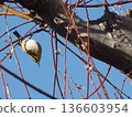 A Japanese white-eye perched on a tree 136603954