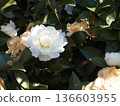 White camellia 136603955