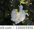  White flower 136603956