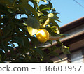 Lemons growing under the eaves of a private house 136603957