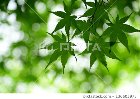 Fresh green maple Fresh green maple 136603973