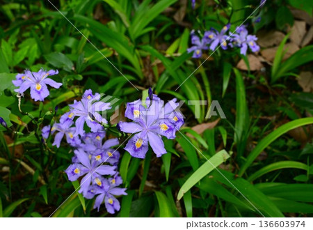 Purple Iris japonica Purple Iris japonica 136603974