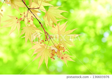 Fresh green maples and summer maples Fresh green maples and summer maples 136603976