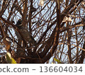 A bulbul perched on a tree 136604034