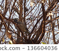 Wild bird perching on a tree branch 136604036