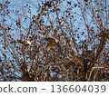 A bird that sticks to a branch 136604039