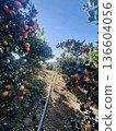 Working in a mandarin orange field in Ehime 136604056