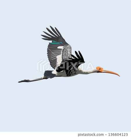 Bird Painted Stork flying 136604123