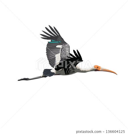 Bird Painted Stork flying 136604125