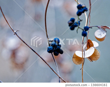 有毒植物 Aotsudaruginaceae 的果實 有毒植物 Aotsudaruginaceae 的果實 136604161