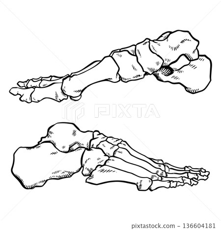 Hand drawn medical skeleton of the human foot side view Hand drawn medical skeleton of the human foot side view 136604181