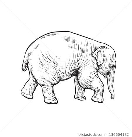 Hand drawn Baby elephant 136604182