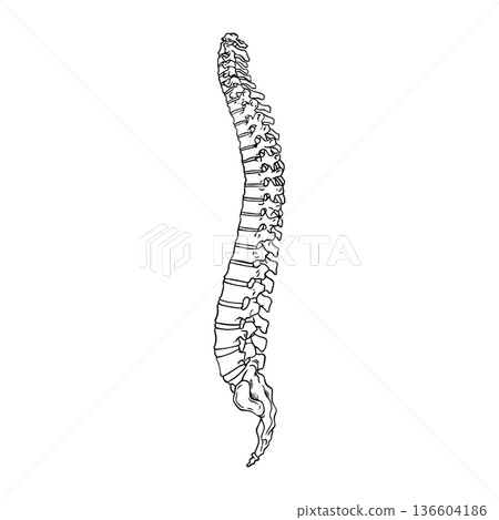 Human Spine Drawing Side View Human Spine Drawing Side View 136604186