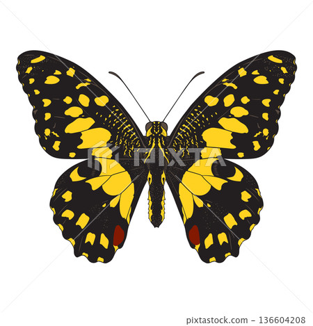 Papilio demoleus Butterfly  136604208