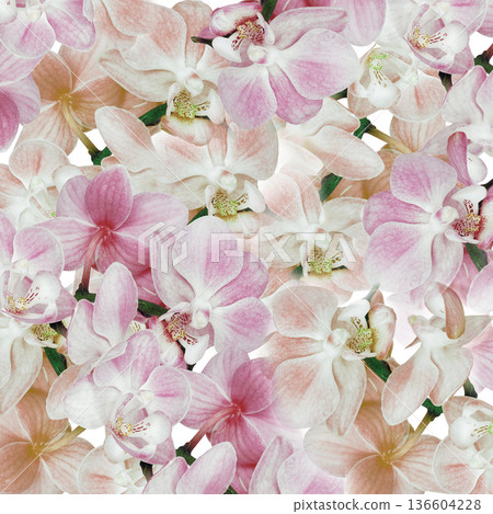 Phalaenopsis  flowers.  Floral background.  Closeup. Nature. 136604228