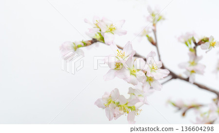 Keiou cherry blossoms on a white background, copy space, New Year Keiou cherry blossoms on a white background, copy space, New Year 136604298