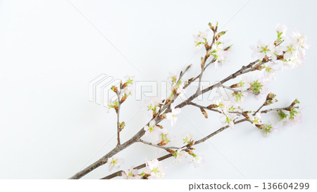 京尾櫻花枝條背景,白色背景,留白 京尾櫻花枝條背景,白色背景,留白 136604299