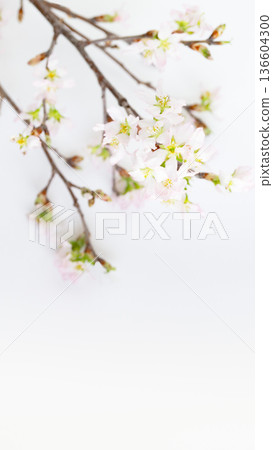 美麗的櫻花背景,白色背景,慶應櫻花,枝條,留白 美麗的櫻花背景,白色背景,慶應櫻花,枝條,留白 136604300