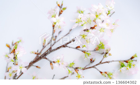 Background of cherry blossom branches, white background, Keiou Sakura Background of cherry blossom branches, white background, Keiou Sakura 136604302