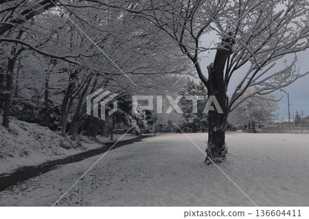 Flowers bloom on dead trees in the park on a snowy morning 136604411