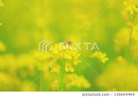 Canola flowers shining in spring light Canola flowers shining in spring light 136604464