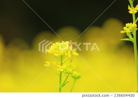 閃耀在春光中的油菜花 閃耀在春光中的油菜花 136604480