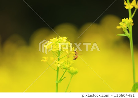 閃耀在春光中的油菜花 閃耀在春光中的油菜花 136604481