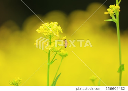 Canola flowers shining in spring light Canola flowers shining in spring light 136604482