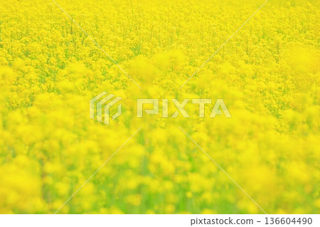 閃耀在春光中的油菜花 136604490