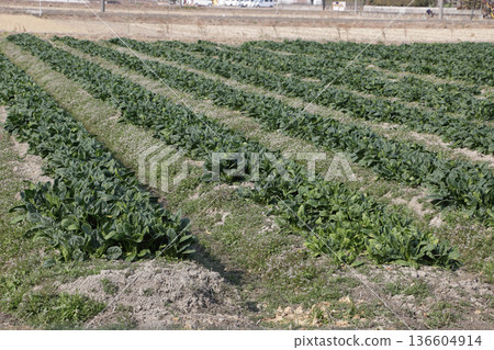 Spinach field converted from rice paddy Spinach field converted from rice paddy 136604914