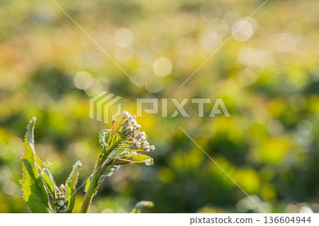 Nazna（春天的七種草藥） 136604944