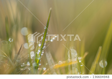 草與晨露 草與晨露 136604948