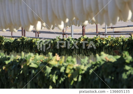 Miura coast daikon radish Miura coast daikon radish 136605135