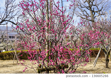 Plum Festival at Hanegi Park Plum Garden in Setagaya Ward, Tokyo 136605266