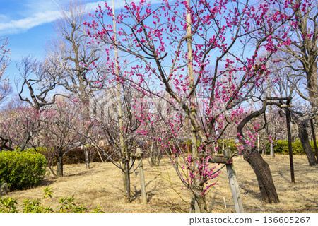 東京世田谷區羽根木公園梅園梅花節 136605267