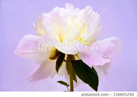 Pink peony flower on pink background Closeup. Nature. Pink peony flower on pink background Closeup. Nature. 136605298