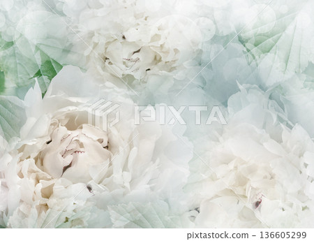 Flowers  peonies.  Floral spring background. Petals peonies. .  Close-up. Nature. 136605299