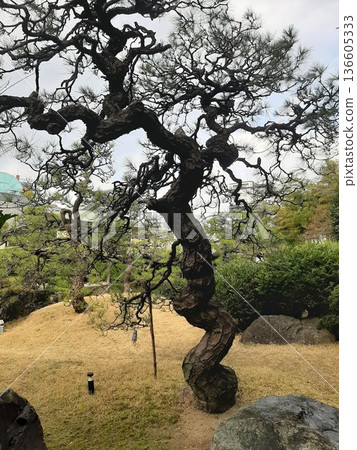 一棵松樹的風景-Ipponmatsu 一棵松樹的風景-Ipponmatsu 136605333