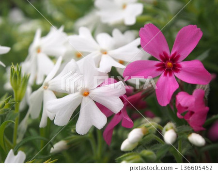 Red and white mosquito cherry blossoms 136605452