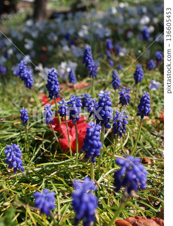 Purple Muscari flower 136605453