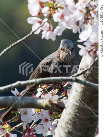 A bulbul on cherry blossoms 136605455