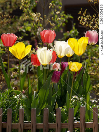 Tulip flower 136605456