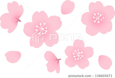 櫻花向量插圖 - 日式春季花卉素材 櫻花向量插圖 - 日式春季花卉素材 136605671