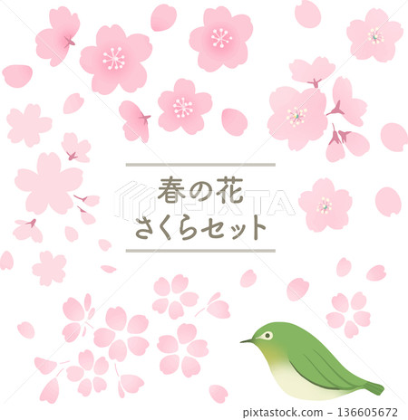 櫻花與白眼花插畫集 - 日式春季向量圖集 136605672