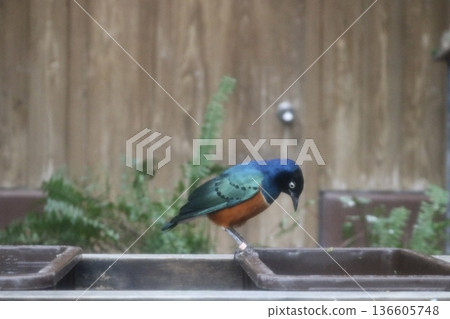 A side view of a colorful tropical bird perched on a branch 136605748