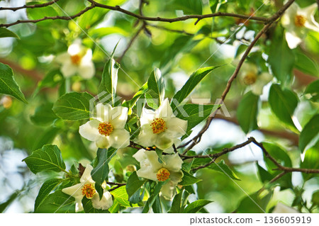 White stewartia flowers (summer, June) White stewartia flowers (summer, June) 136605919