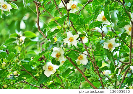 White stewartia flowers (summer, June) White stewartia flowers (summer, June) 136605920