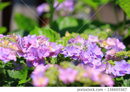 繡球花盛開在雨季的清除 繡球花盛開在雨季的清除 136605987