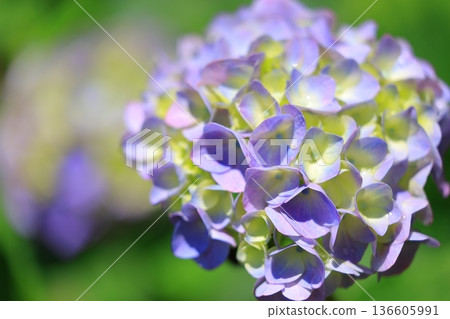 繡球花盛開在雨季的清除 繡球花盛開在雨季的清除 136605991