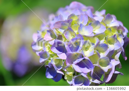 繡球花盛開在雨季的清除 136605992